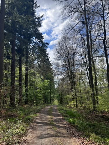 Pilzweg Idstein