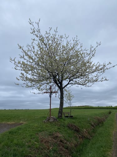 Yogaweg