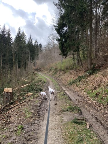 Schleiden Stadtspaziergang 