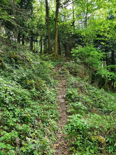 Schwarzwaldblick - Erdmanniloch - Chaisterchopf über Laufenburg