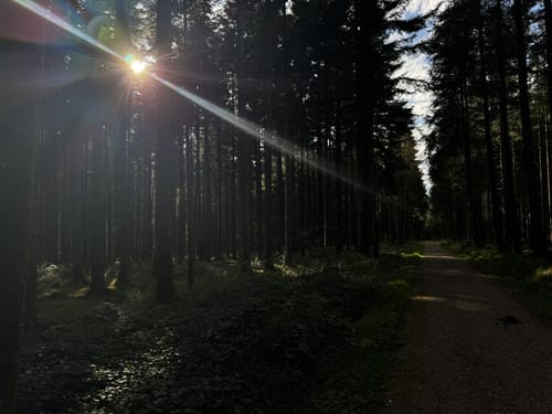 Woringen - Aussichtsturm am Königsrain
