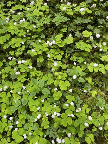 Wasser-, Wald- und Wiesenpfad (Premiumwanderweg)