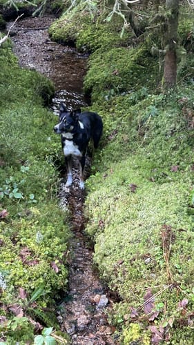 Sieben-Moore-Weg im Hotzenwald