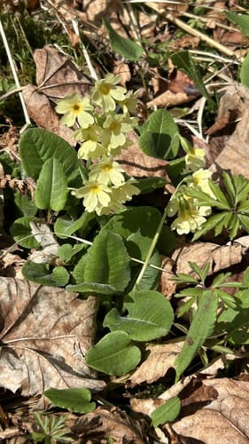 Sieben-Moore-Weg im Hotzenwald