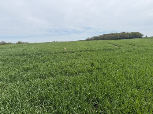 Rund um Burgstall und zum Keltenwall
