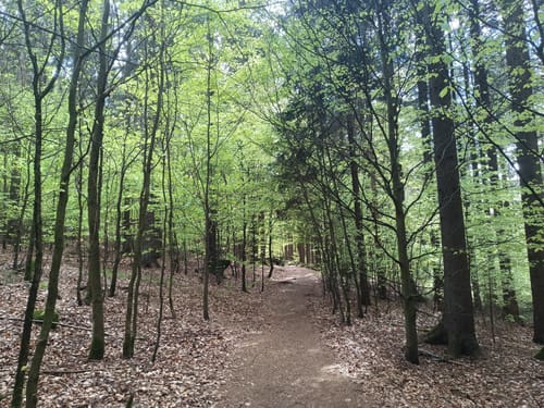 Burgruine Schellenberg und Brotfelsen