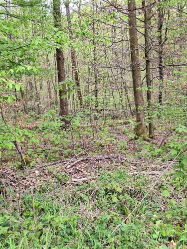 Waldlaufstrecke im Heilbrunner Stadtwald - 10km