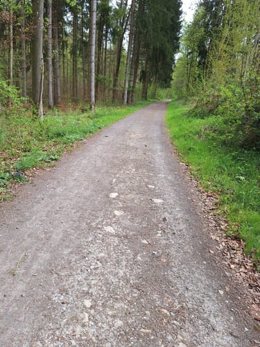 Waldlaufstrecke im Heilbrunner Stadtwald - 10km