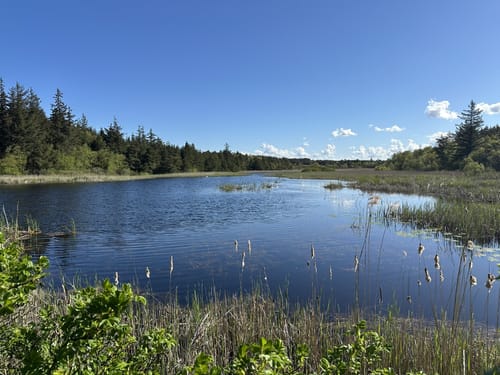 Marbæk Plantage - Gul Sti