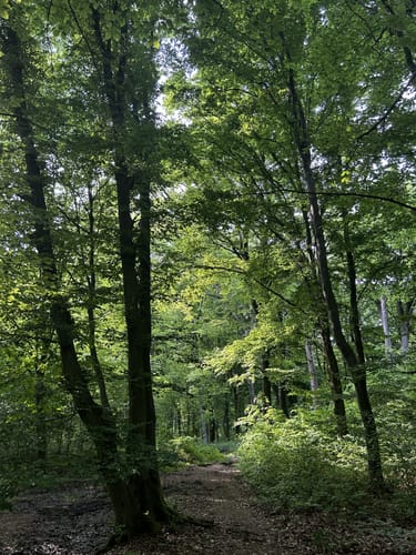 An der Bever