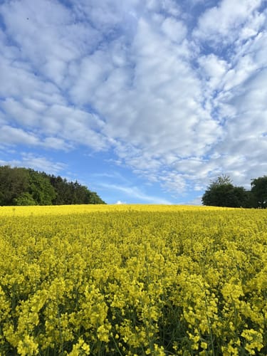Riedener Seeblick (Premiumspazierwanderweg)