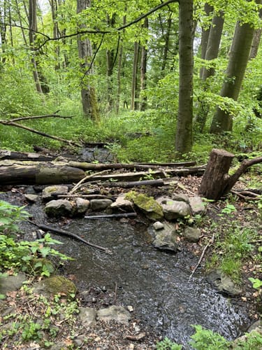 Habichtswaldsteig Etappe 2: Firnsbachtal - Bad Emstal