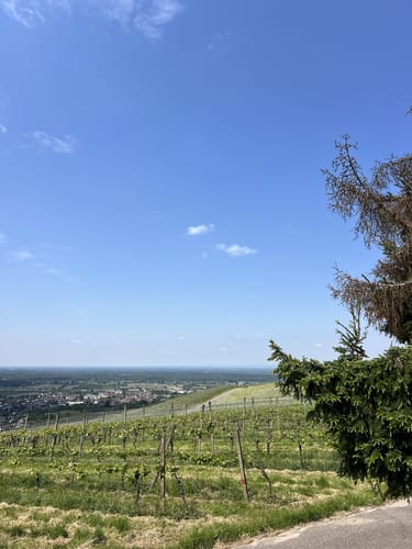 Tour zum Fremersberg