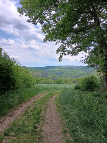 Premiumwanderweg: Vitaltour Schlossweg