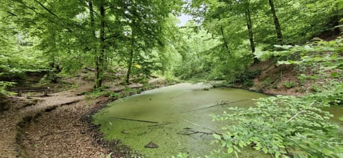 Braunfels - Uhupfad (Walderlebnispfad)