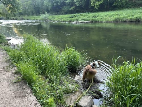Durch die Kyllburg Wandereifel