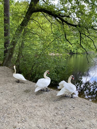 Summt - Mühlenbecker See - Mühlenteich