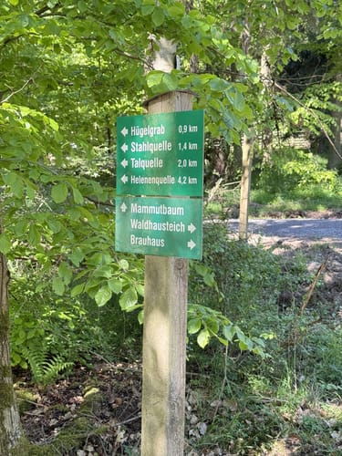 Mammutbaum ab Brauhaus