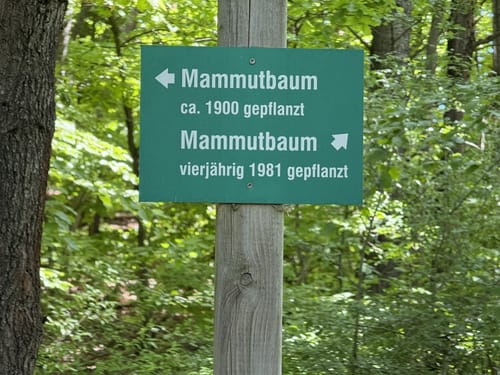 Mammutbaum ab Brauhaus