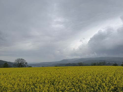 Kamp-Bornhofen - Rosenlay - Schulzwiese