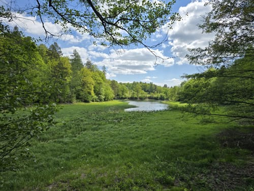Rotwildpark bei Stuttgart