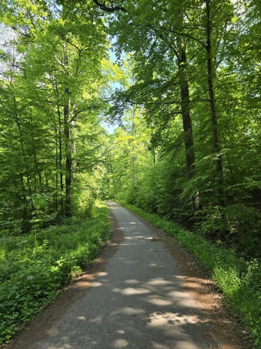 Rotwildpark bei Stuttgart