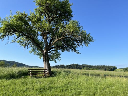 Fahrnbuck - Wambach Rundweg