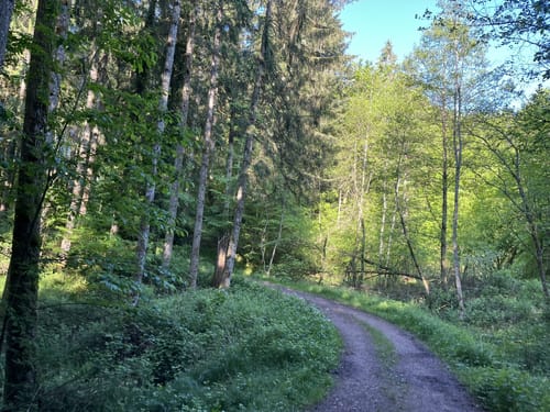 Fahrnbuck - Wambach Rundweg