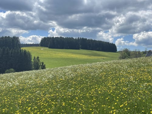 Heilklima-Steig (Genießerpfad)