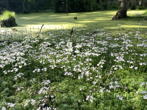 Durch den Wildpark Dülmen