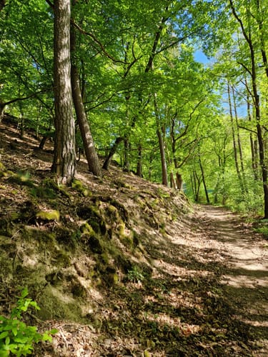 Rundwanderweg Eichhörnchen