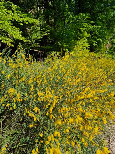 Rundwanderweg Eichhörnchen