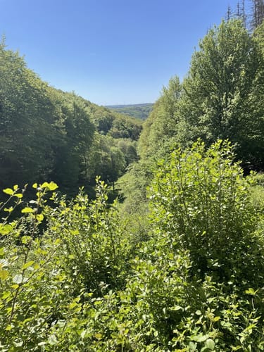 Gemünd - Wolfgarten Rundwanderung
