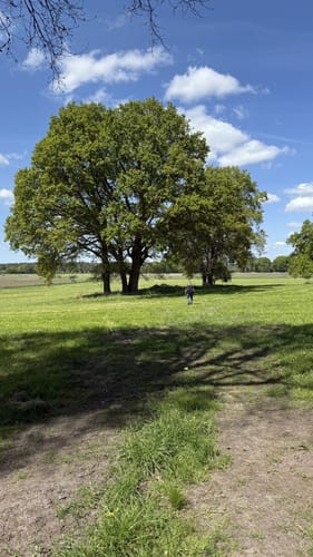 Das Heilsmoor
