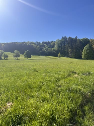 Runde im Raitenbucher Forst