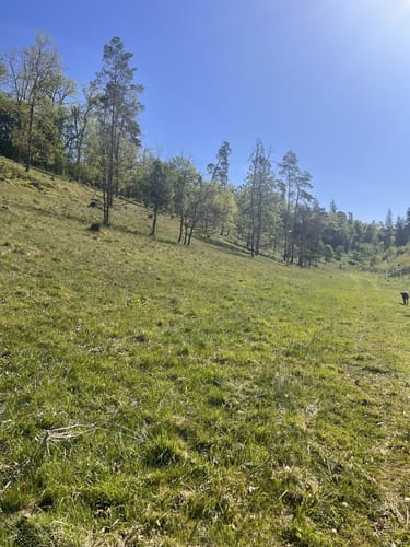 Runde im Raitenbucher Forst