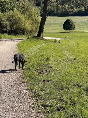 Runde im Raitenbucher Forst