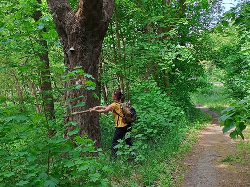 Blankensee Rundweg zum Vogelbeobachtungsturm
