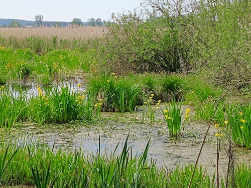 Blankensee Rundweg zum Vogelbeobachtungsturm