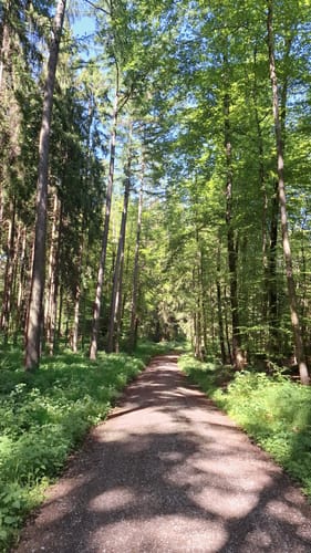 Rundum im Kehlbachwald