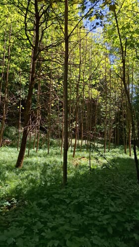 Rundum im Kehlbachwald