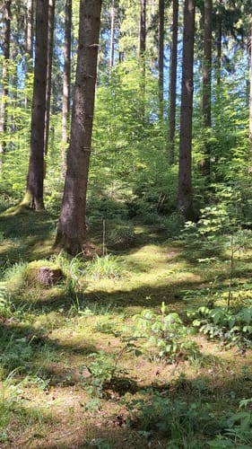 Rundum im Kehlbachwald