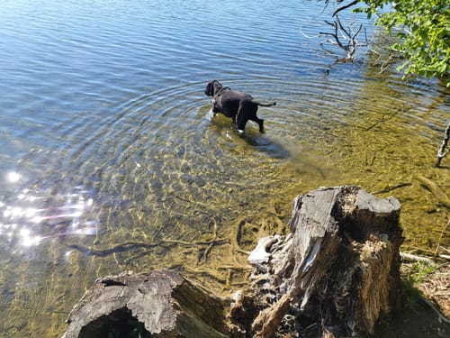 Rund um den Hartsee