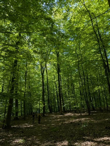 Naturerlebnisweg Bamster Wald