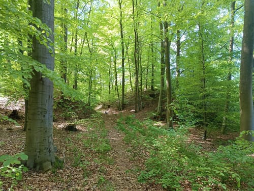 Reihersee ab Burg Gebhardshagen