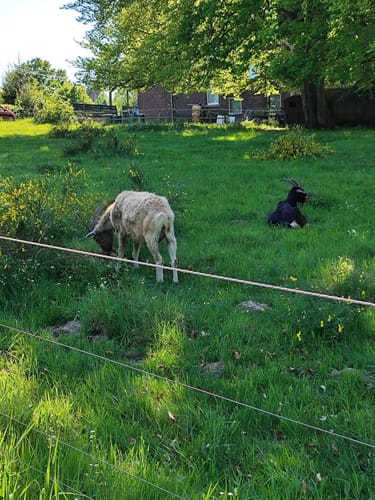 Wahner-Heide: Geisterbusch Tour