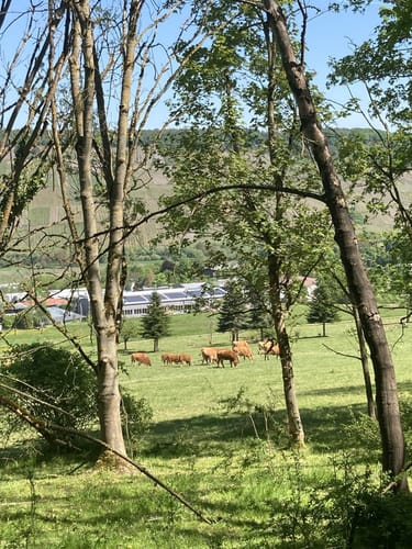 Moselsteig Etappe 10: Monzel - Bernkastel-Kues