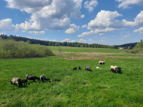Vogtland Panorama Weg Etappe 6: Bad Brambach - Bad Brambach