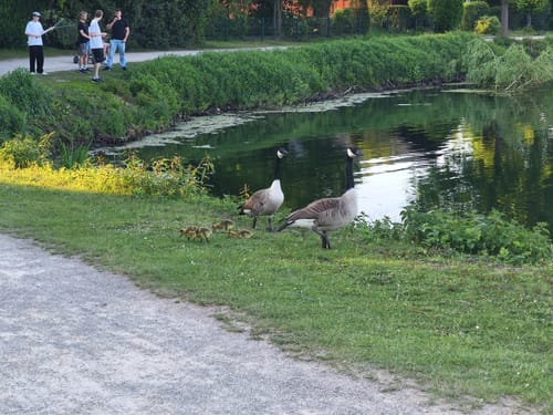 Feldmarksee
