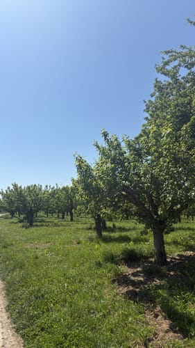 Dreikirschenweg Großer Rundweg